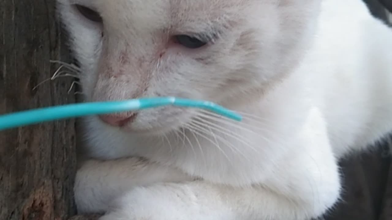 Cat Playing