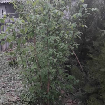 Future beauty of jasmine