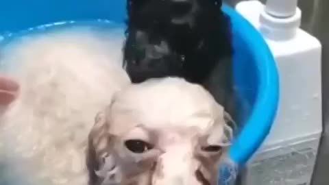 Two puppies are washing themselves