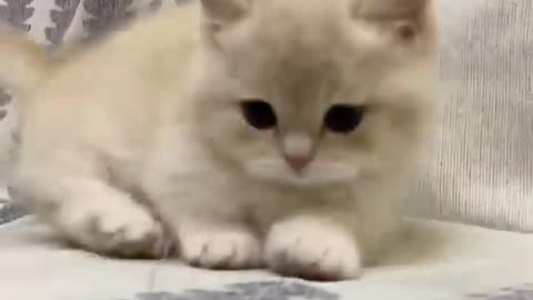 Funny cat and animals videos