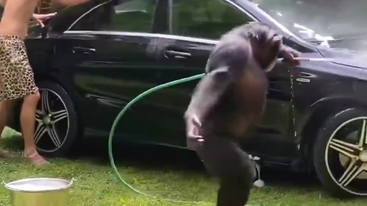 Ape Car Wash