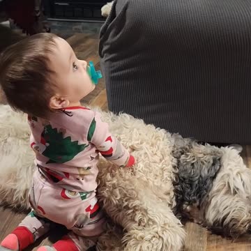 Nestle Jane the High Maintenance Goldendoodle gets more lovin