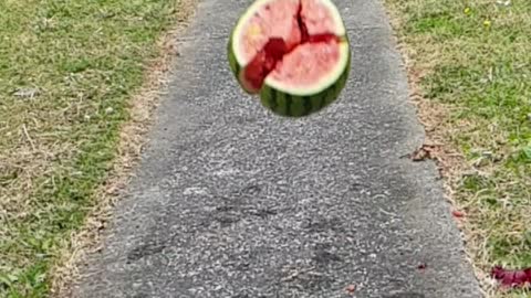 This is what happens when you drop watermelon