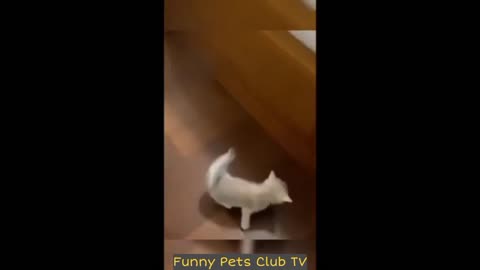 Funny animal video