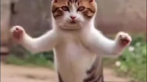 Cat funny dance with