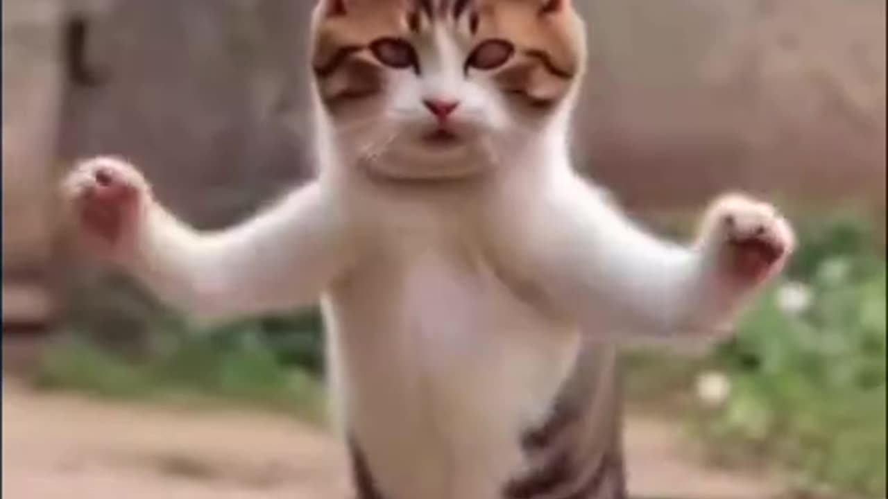 Cat funny dance with