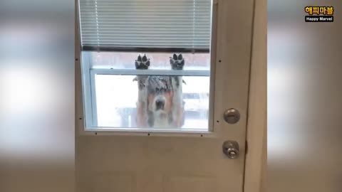 Funny animals