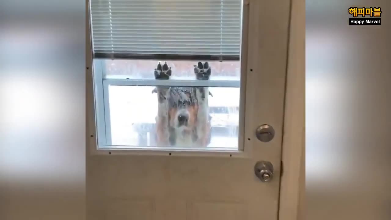 Funny animals