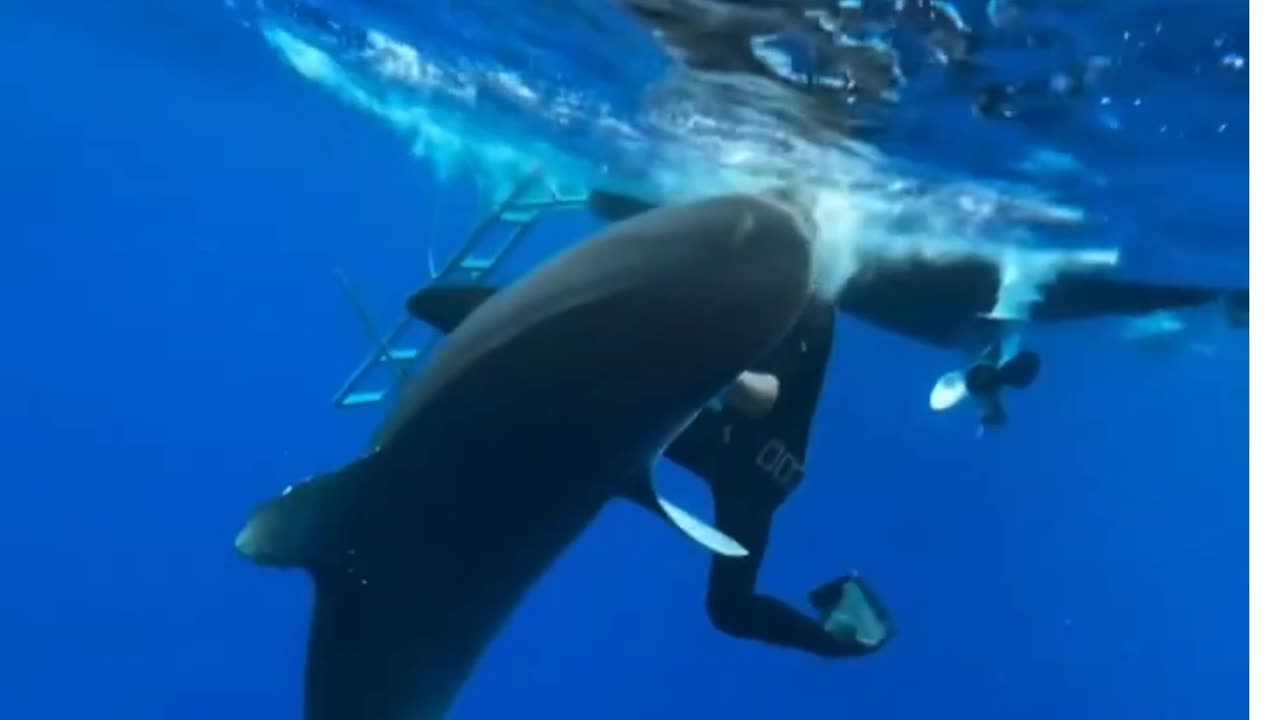 danger of diving with sharks