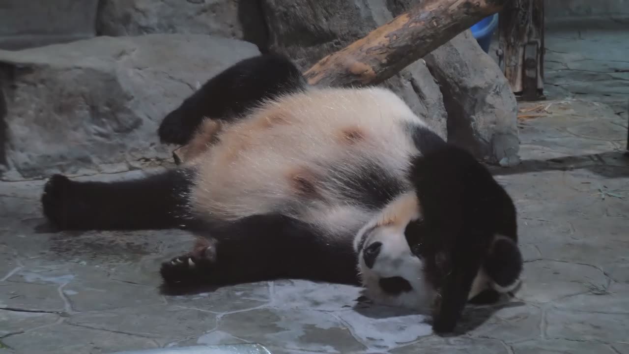 Hilarious Pandas Falling Over Compilation!