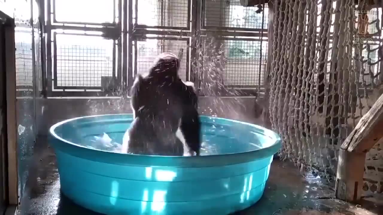 I cannot stress enough how important it is you watch this gorilla bathe-dancing to maniac.