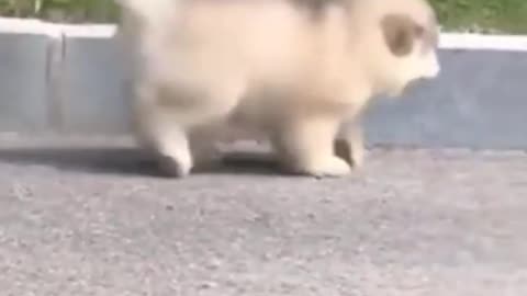 funny dog#8