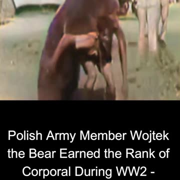 Polish Army Member Wojtek the Bear Earned the Rank of Corporal During WW2 - COLOURIZED