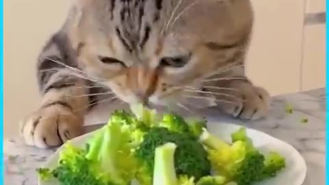 When eating is serious business but still too cute to handle! 😸🍽️