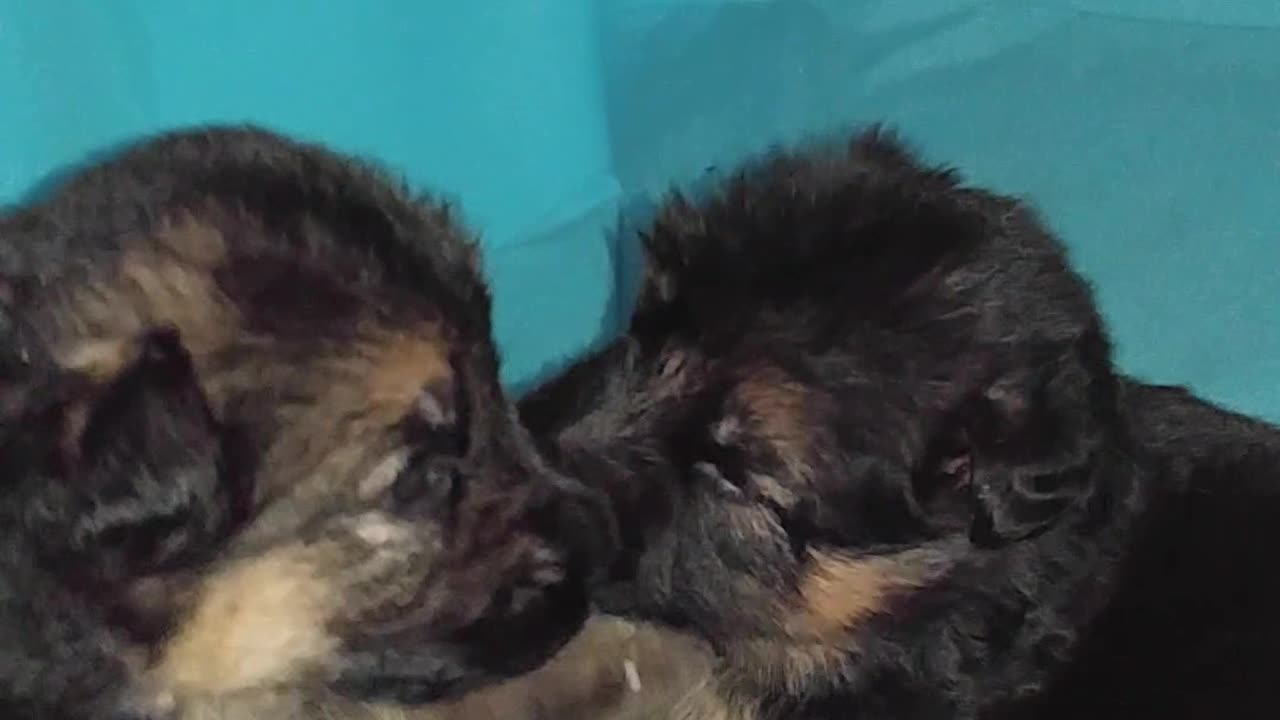 German Shepherd PUPPIES a few weeks old DAM CUTE!! Jule and Romes puppies PART 3