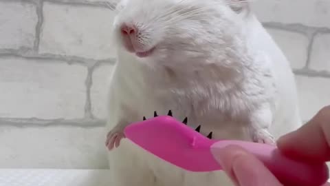 Body brush so soothing 😍😍