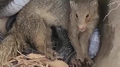 Cobra is outmatched by a Mongoose