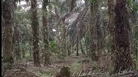 kebun kelapa sawit