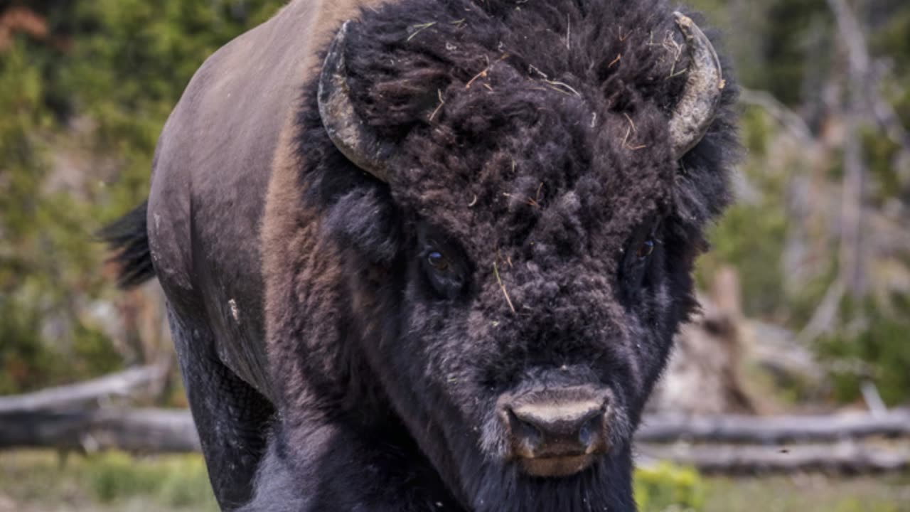 The Buffalo A Titan of Strength and Survival