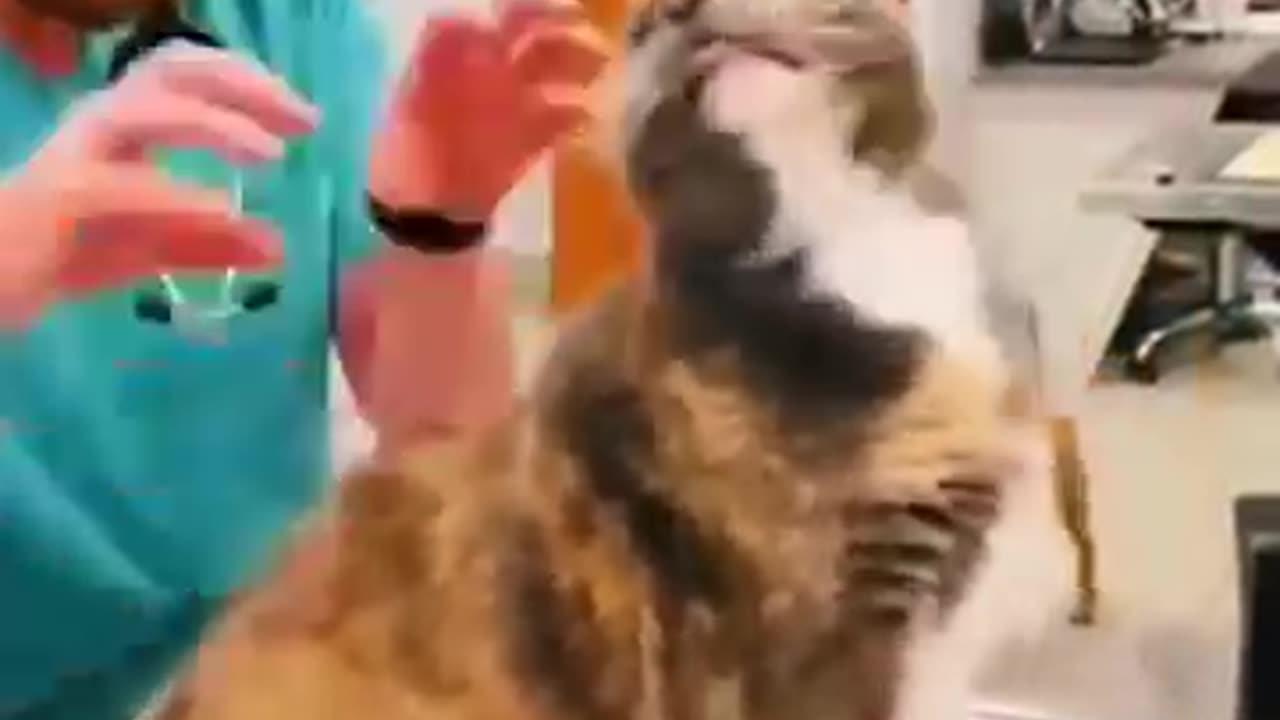 Animal Funny Video