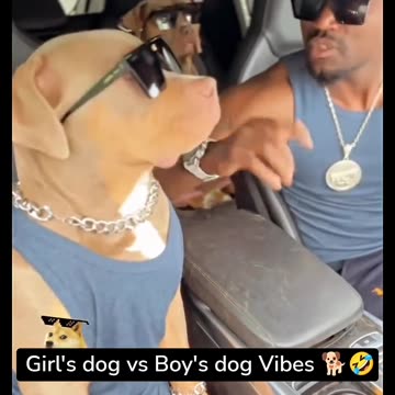 Funny moments with my dog #45