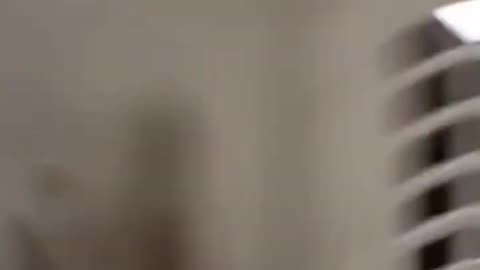 Animals funny video