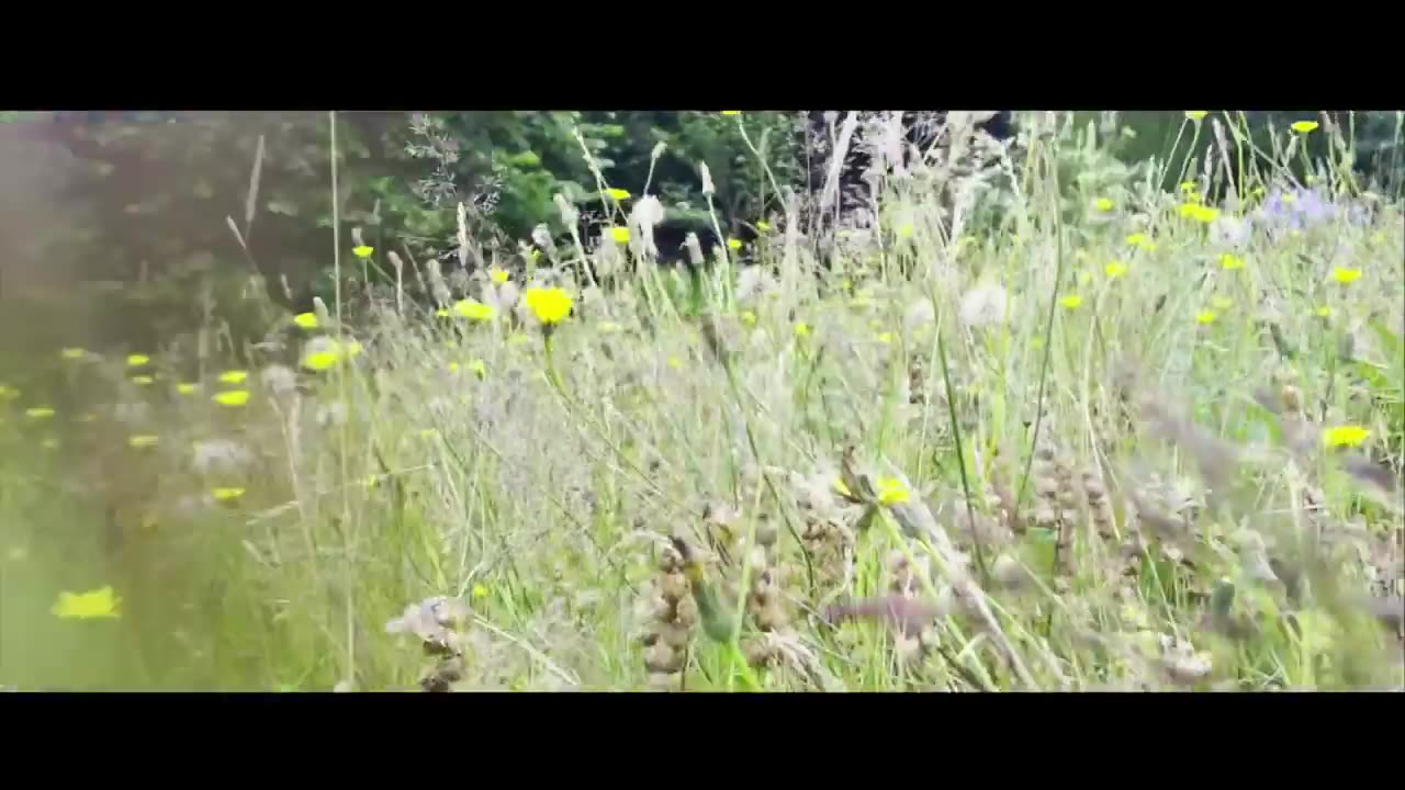 Wildlife