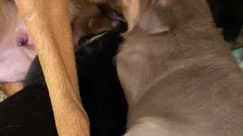 German shepherd mom feeding her baby