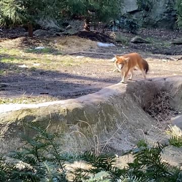 EVER SEEN AN ASIAN WILD DOG BEFORE?