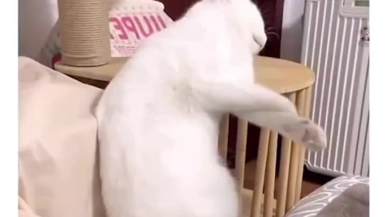 Funny cat sleep