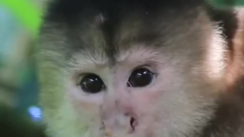 Baby monkey in forest