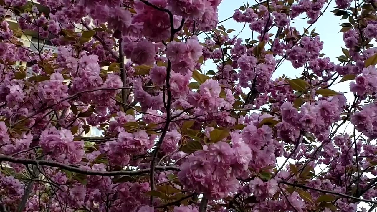 Japanese Cherry Blossom Tree with Pink Flowers 2024