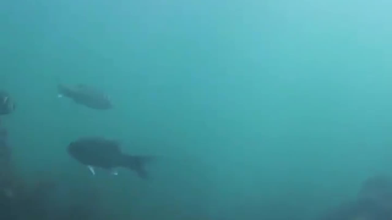 Wildlife