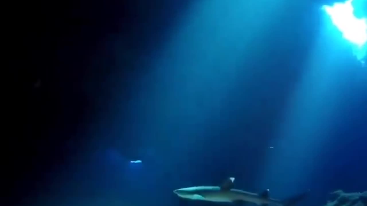 Wildlife
