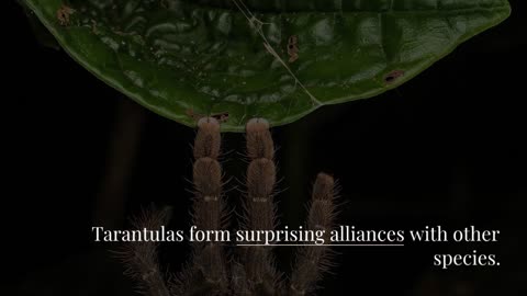 Friendly Alliances With Amphibians, Reptiles, and Army Ants