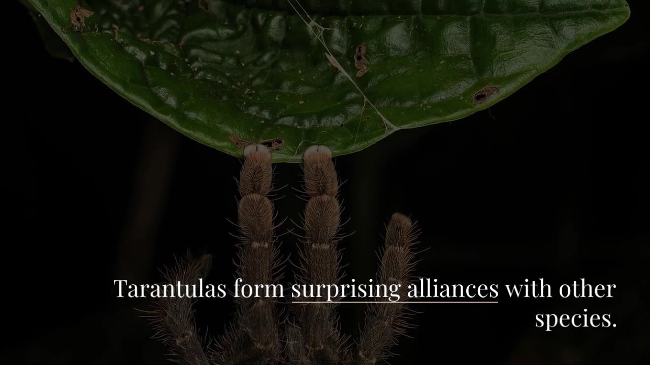 Friendly Alliances With Amphibians, Reptiles, and Army Ants