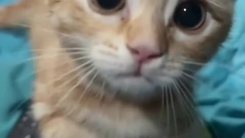 Cats & Kittens