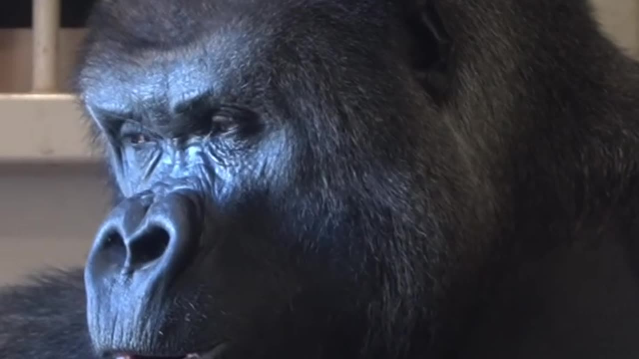 Gorilla