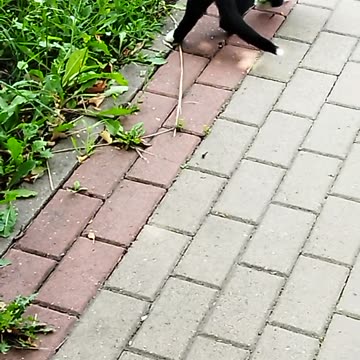 The cat will cross the road