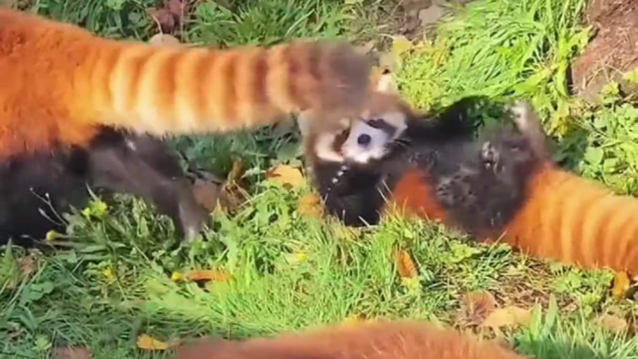 The Fascinating World of Red Pandas: Nature’s Hidden Treasure