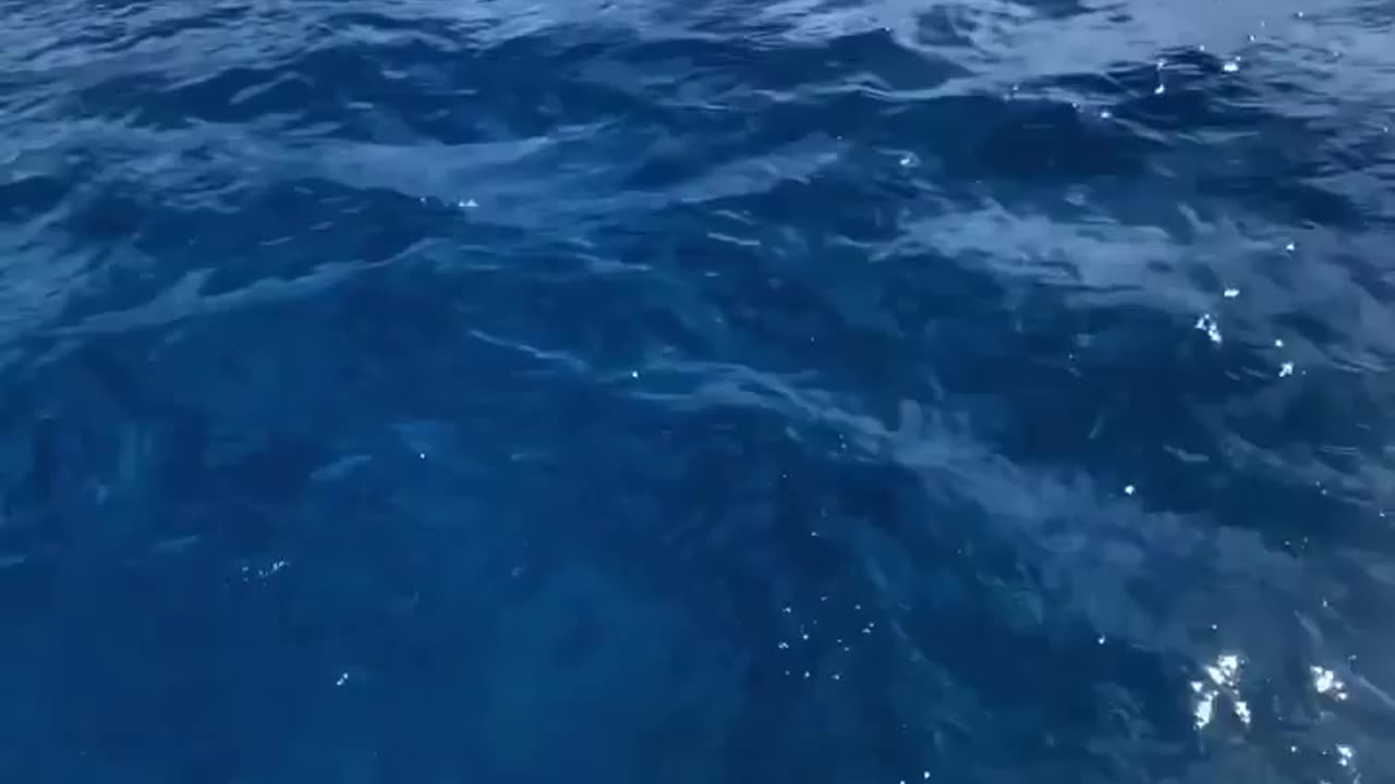 Wildlife