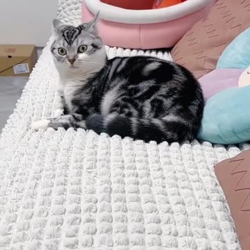 #best funniest animal video 🤣🤣🤣🤣😜😜😜😜🤪🤪🤪