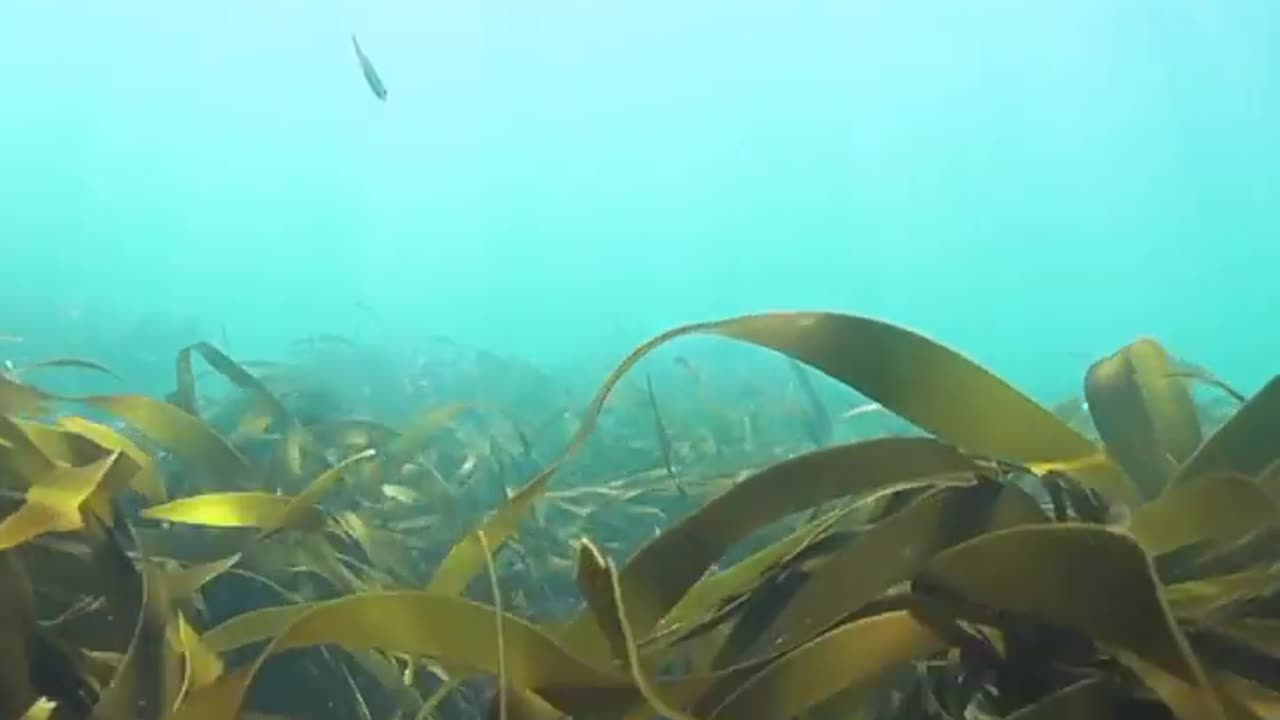 Wildlife