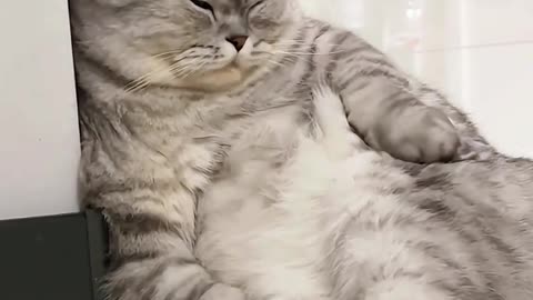 Cat Videos Cute Cats Funny 🥰 #13 #viral #cats #kittens
