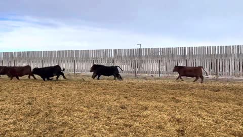 VV Farming Colony Calves