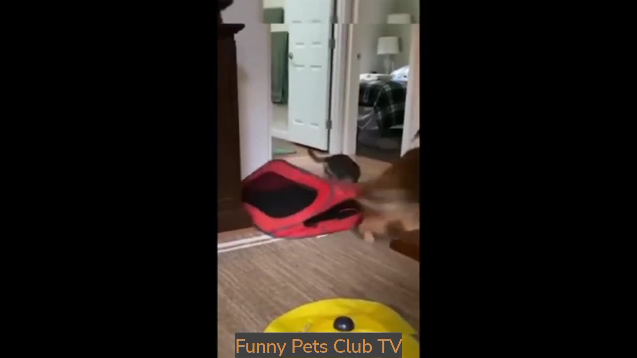 cats & dogs funny moments