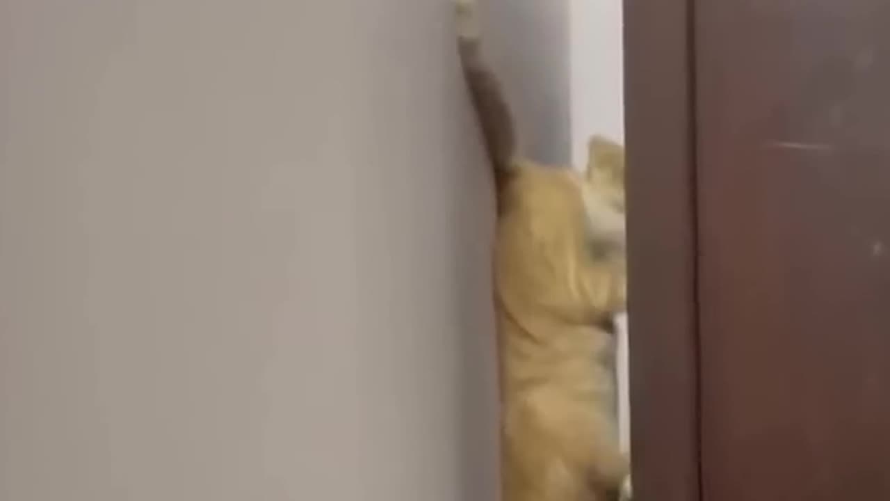 Pet Laughter Central: Your Daily Dose of Funny Animals! πΎπ