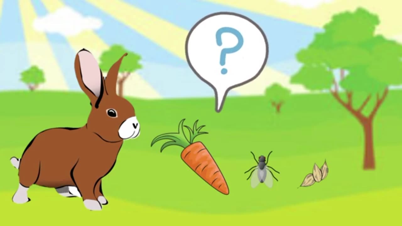Animals and the Food They Eat | Kindergarten Science Lesson