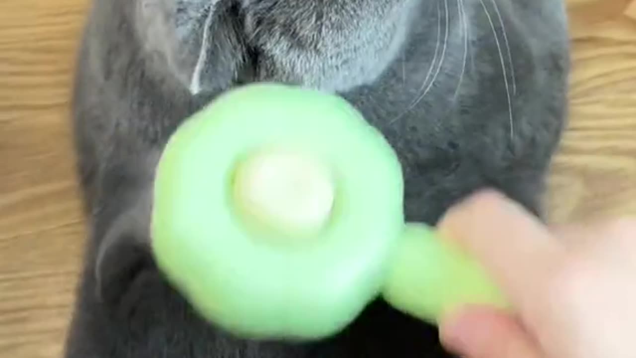 #goodthing #gadget #cat #cute #kitty #kitten #catsoftiktok #foryou #fyp