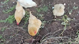 OMC! Friendly little flock - Happy hunters of all things edible!🐔😊🍒🍓#friendly #little #flock #shorts